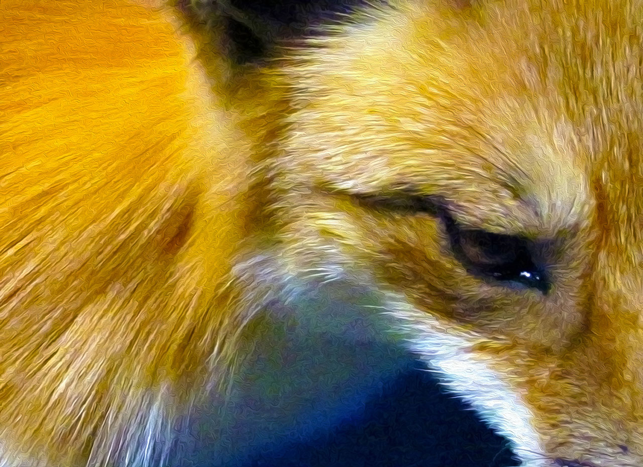 Red Fox, 2012