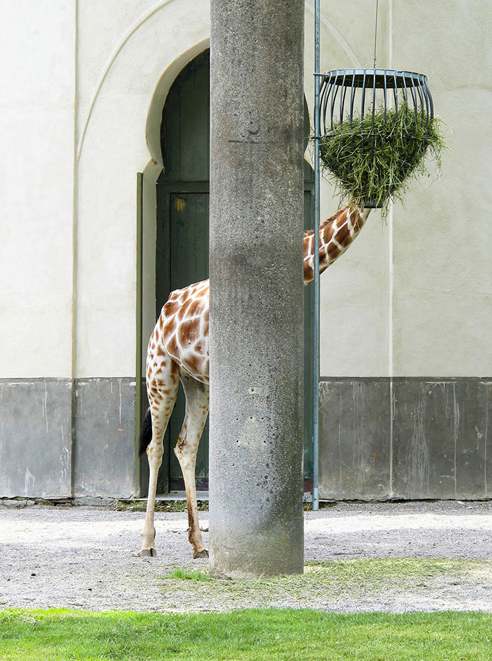 Hay Head Giraffe, 2012